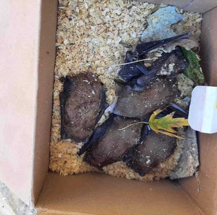 В Запорожье в старом тополе нашли редких летучих мышей - фото