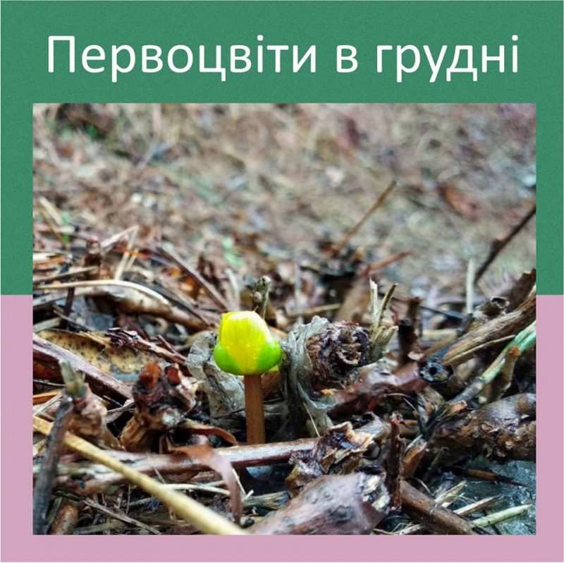 первоцветы