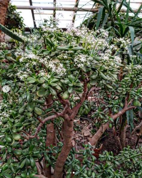 Редкое явление: в запорожском ботсаду можно увидеть, как цветет денежное дерево - фото 