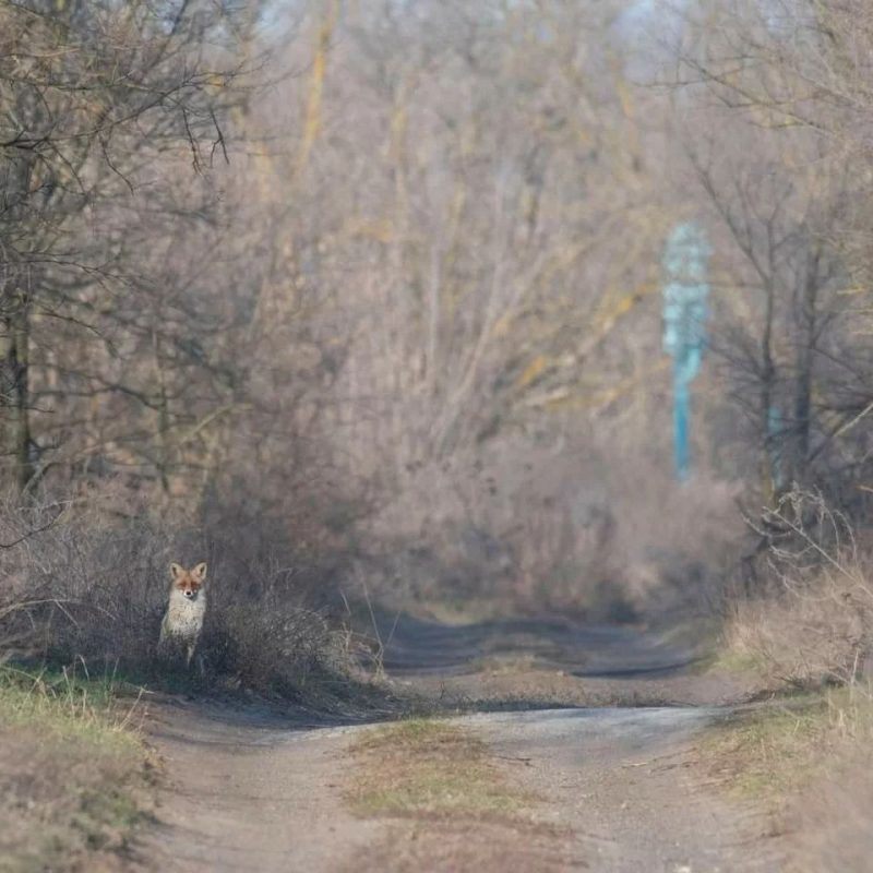 косуля